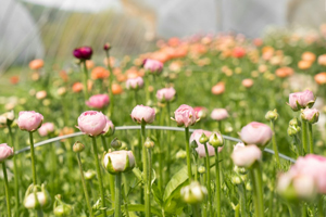 Flower farm at Enashipai