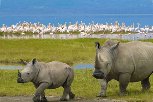 Rhinos at Lake Nakuru National Park