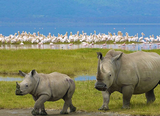 BIRDS & HIPPOS