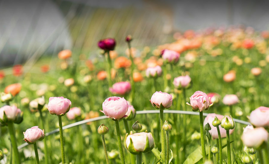 FLOWER FARMS VISITS