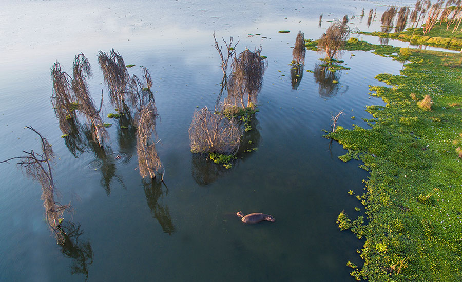 The Living Pulse of Lake Naivasha